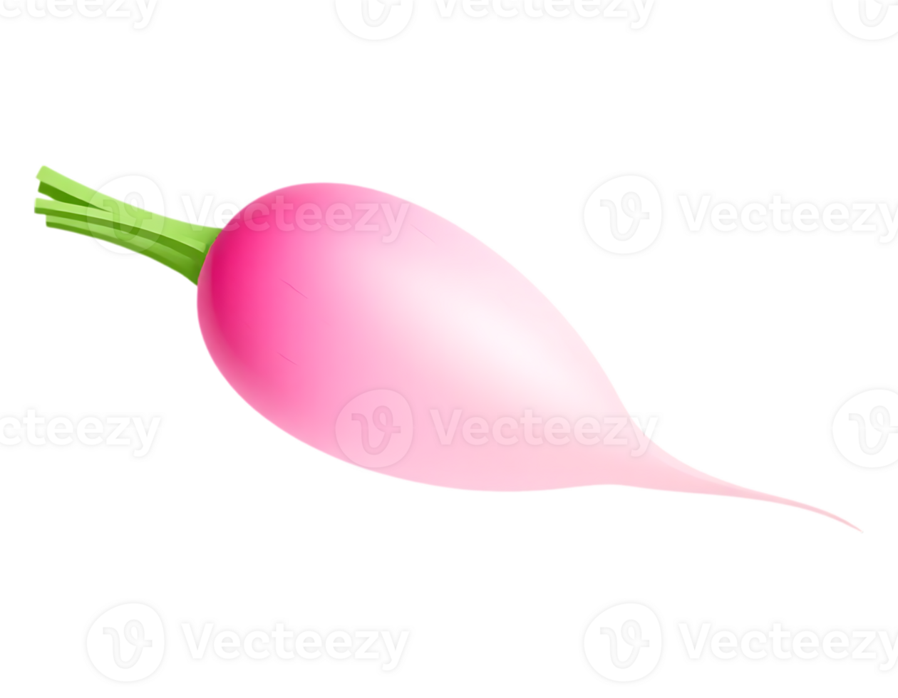 Pink Radish with Green Stalk on Transparent Background png