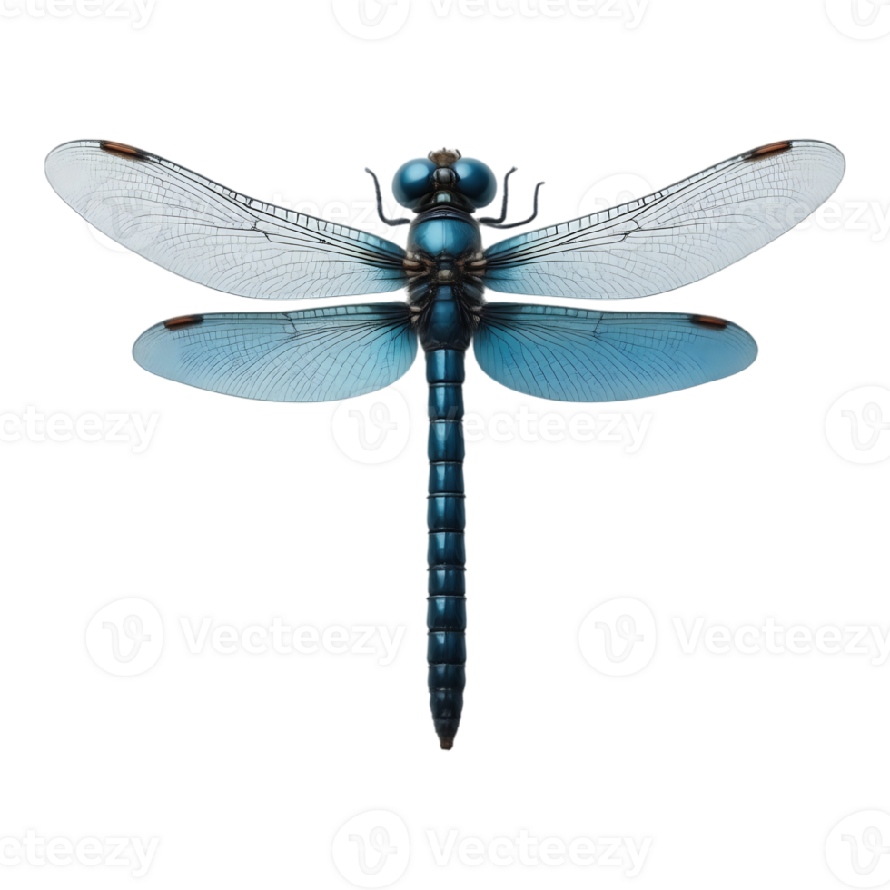Close-up of a blue dragonfly with detailed wings and body, set against a transparent background png