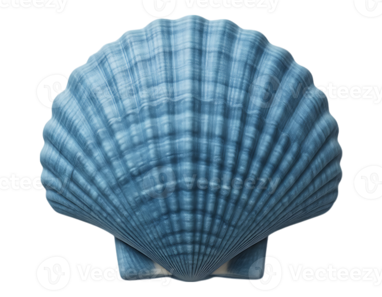 Blue Seashell on Transparent Background png