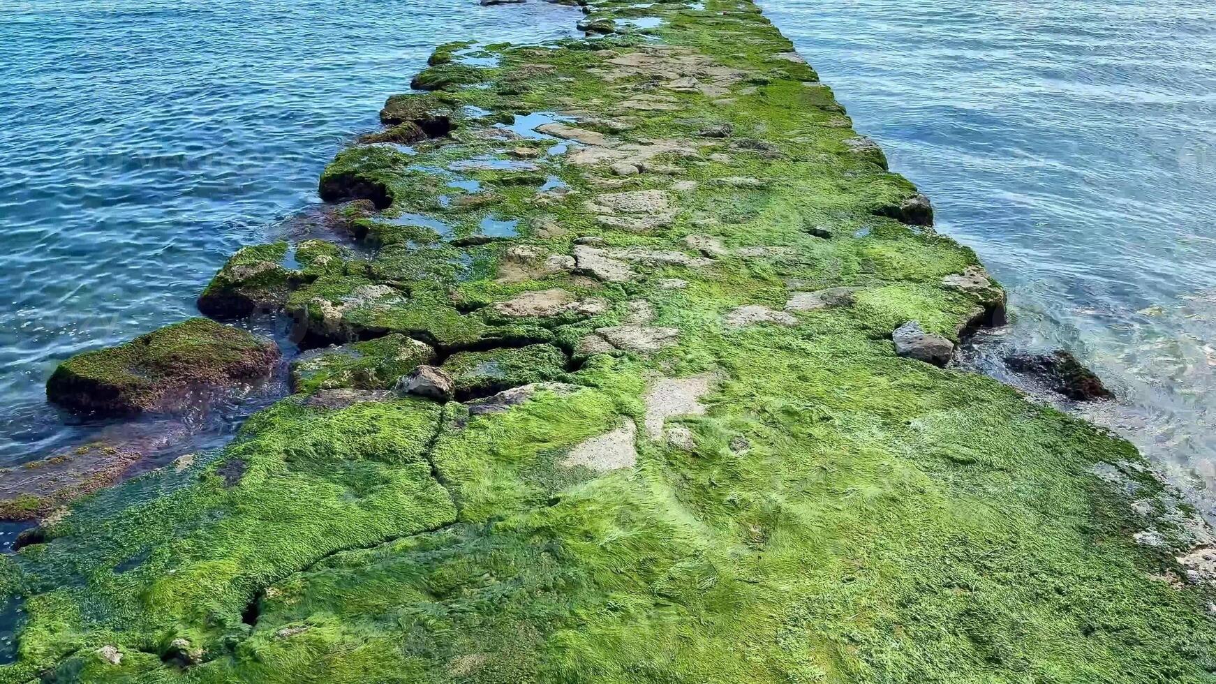 A stunning and picturesque coastal pier, richly adorned with vibrant green moss, stretches out to a charming lighthouse photo