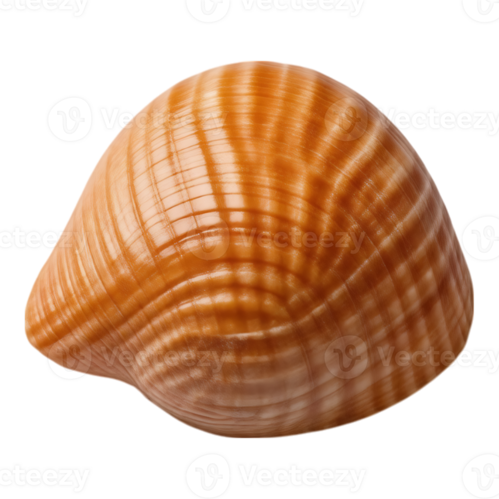 Close-up of a glossy orange and white seashell against a transparent background. png
