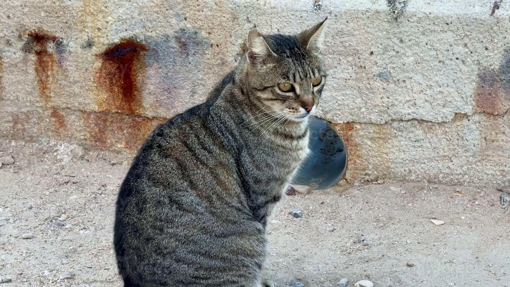 A contemplative tabby cat sits quietly, gazing around and showcasing its striking, beautifully striped fur coat photo
