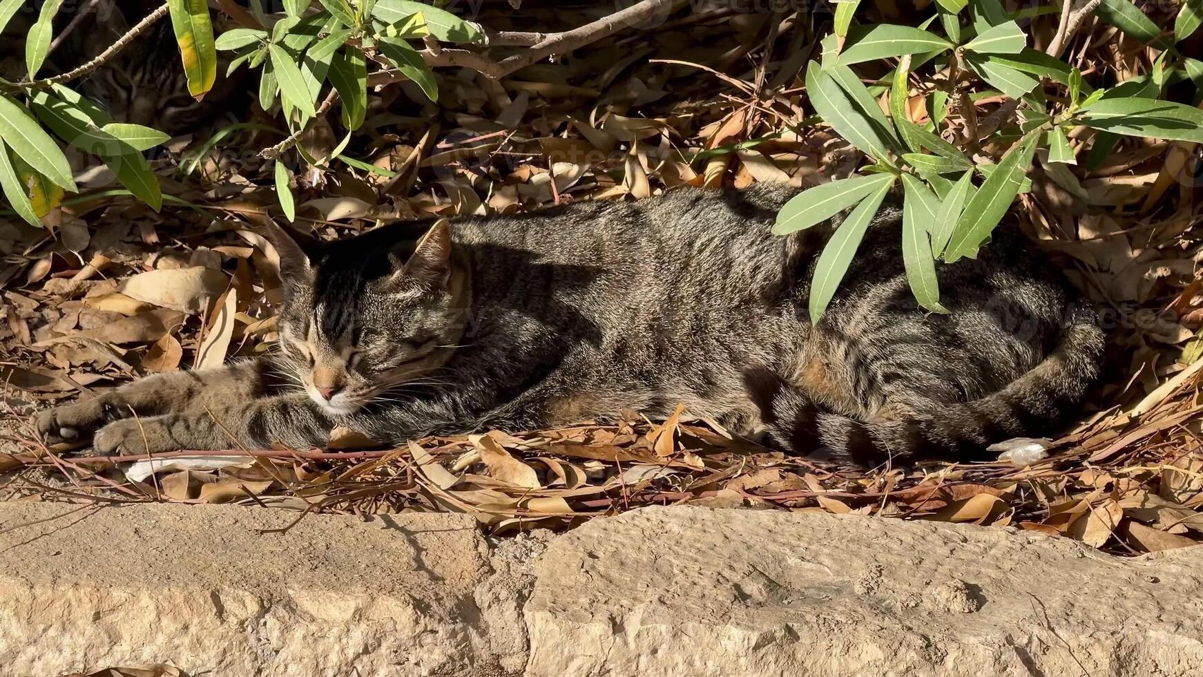Two playful cats can be seen lounging comfortably among the vibrant leaves, fully enjoying a sunny day photo