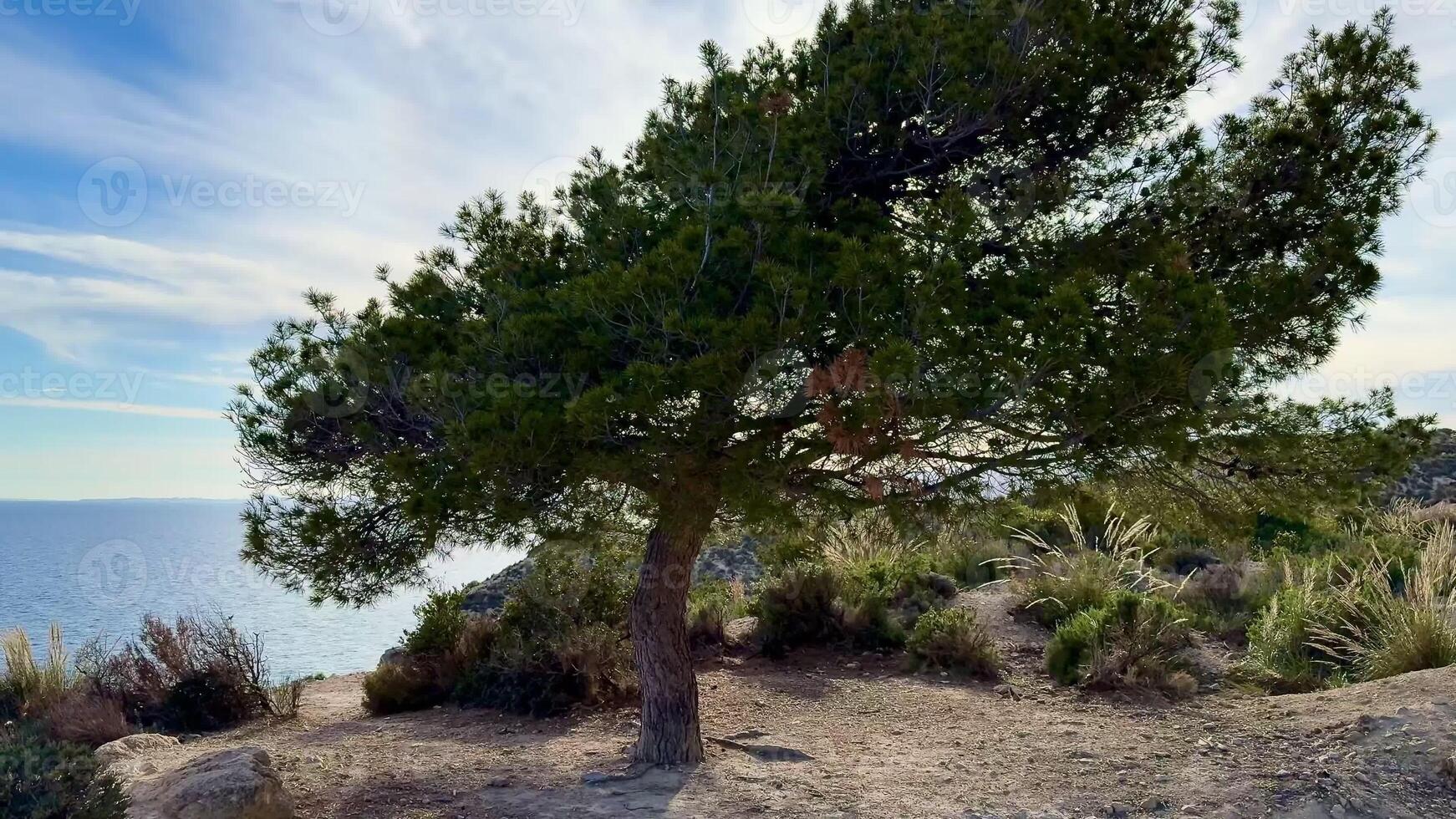 A serene and tranquil coastal scene features a solitary pine tree set against breathtaking ocean vistas photo