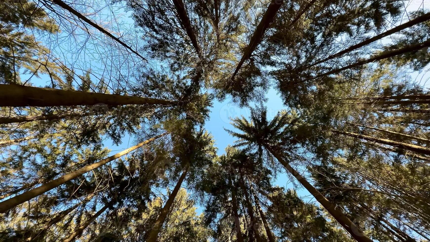 A stunning view of tall trees reaching for the blue sky, showcasing natures tranquility and splendor photo