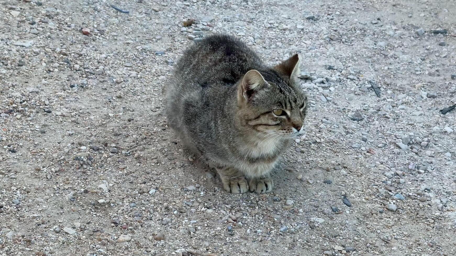 A cute stray cat sits poses calmly on the outdoor ground, showcasing a lovely and adorable tabby pattern photo