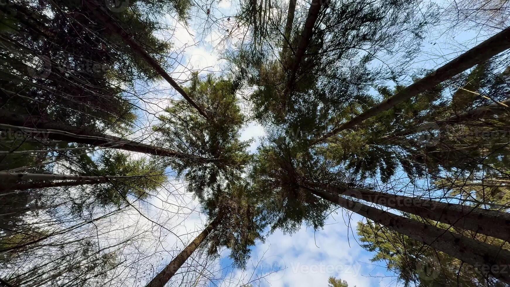 Discover the tranquil and serene beauty of a lush forest filled with towering trees and a clear blue sky above photo