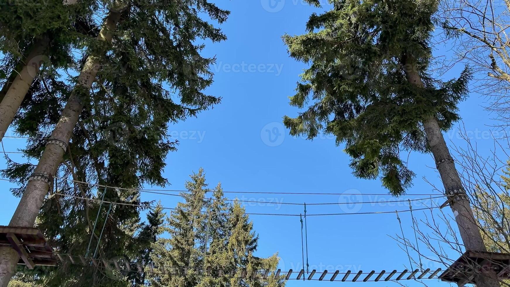 A breathtakingly scenic view of a suspended bridge elegantly connecting two towering trees beneath a bright blue sky photo