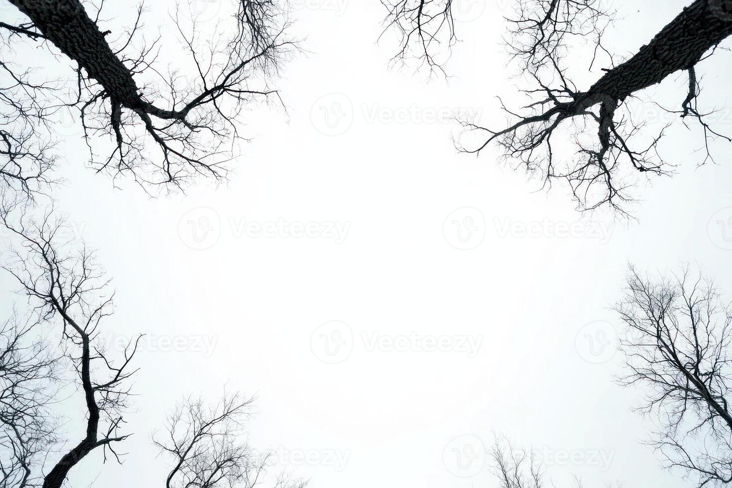 Bare tree branches reaching towards cloudy sky, creating serene winter scene photo