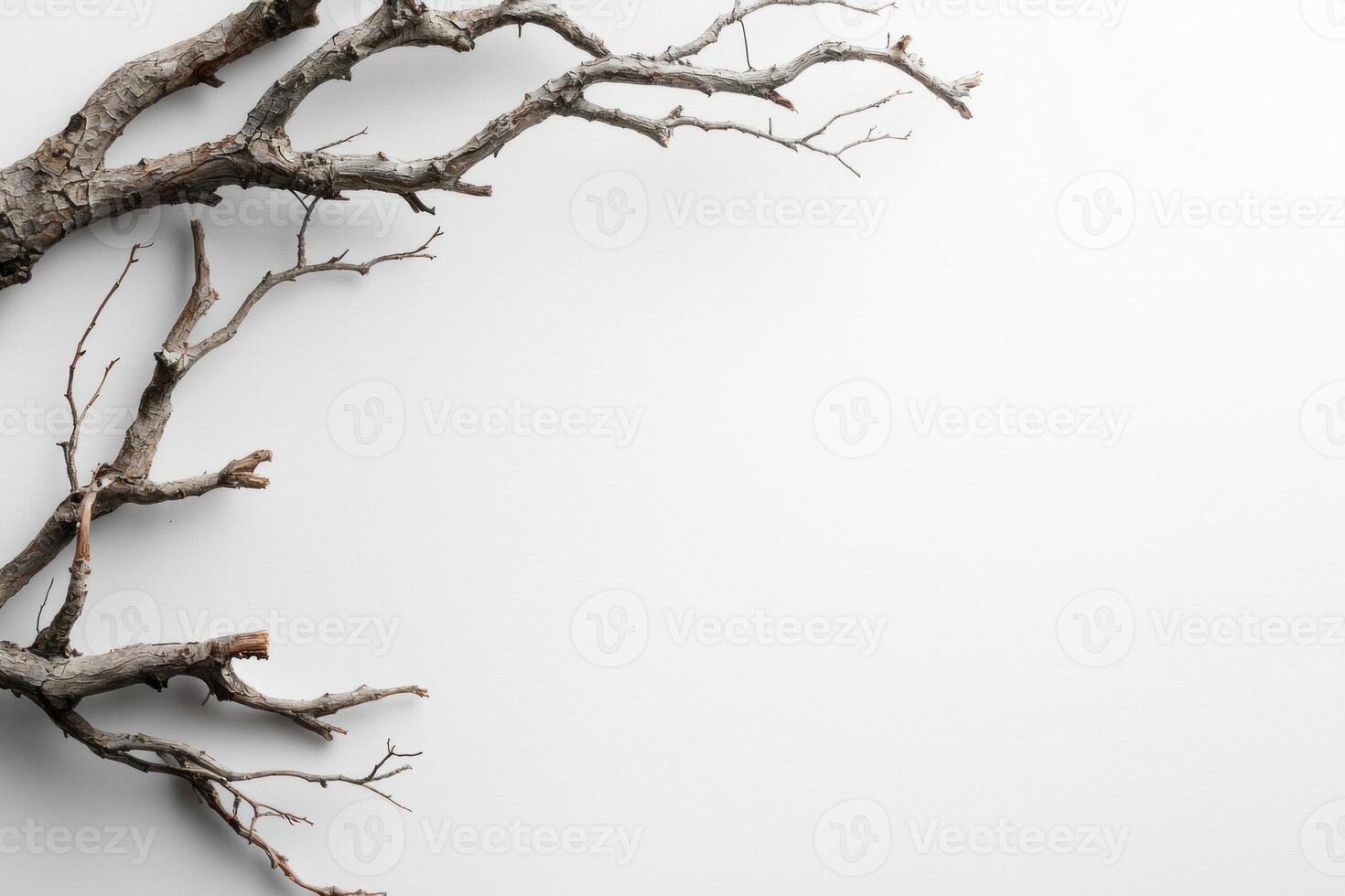 dry tree branch on white background, creating minimalist natural composition photo