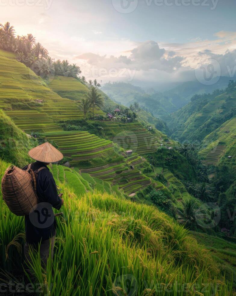 serene view of rice farmer overlooking lush green terraces photo