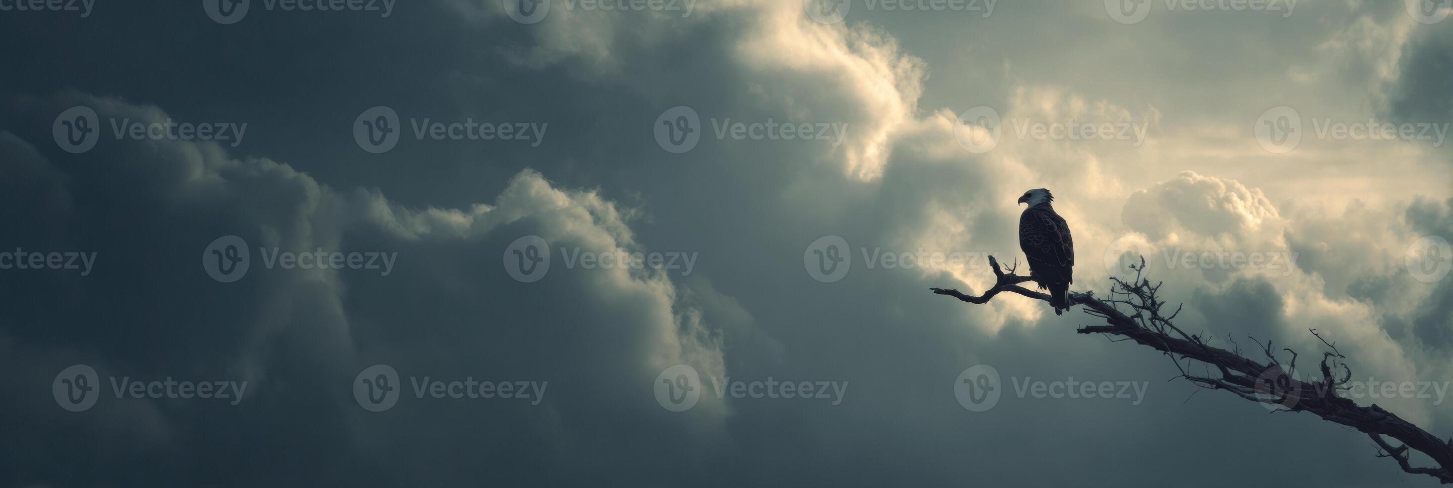 Harpy Eagle Perched Majestically Against a Dramatic Sky With Subtle Cloud Formations in the Background photo