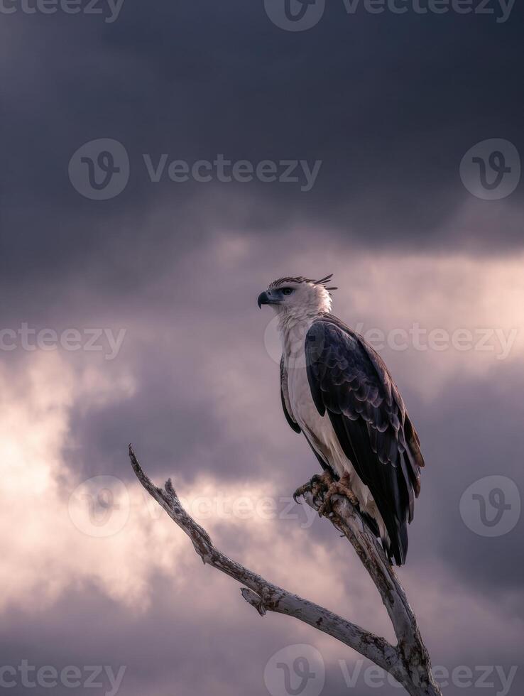 Harpy Eagle Perched Majestically on a Branch Under a Dramatic Sky Filled With Clouds photo