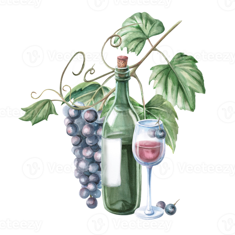 Glass of red wine, bottle and grapevine. Isolated watercolor illustration in realistic style for bar menu design, restaurant interior, printing on alcoholic beverages, printing on textiles. png