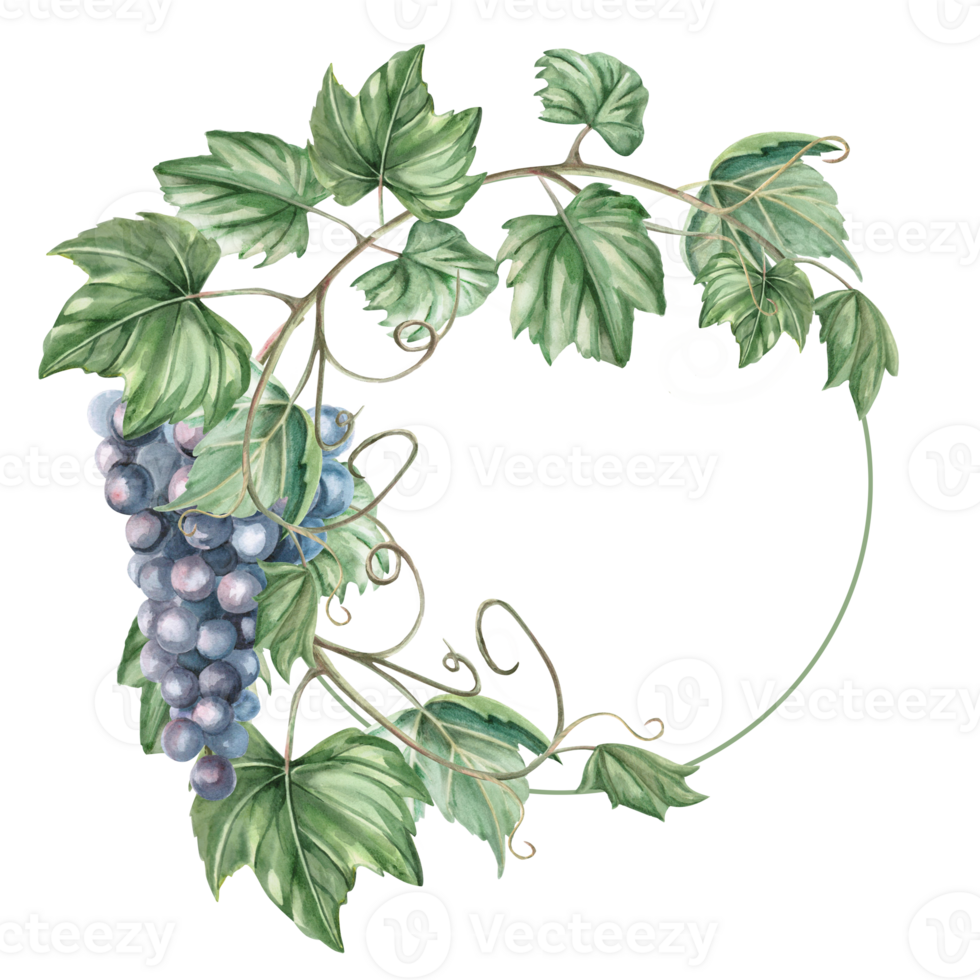 Wreath with curved vine and bunch of grapes. Isolated watercolor illustration for wine labels, bar and restaurant signs, menus, postcards and posters. png