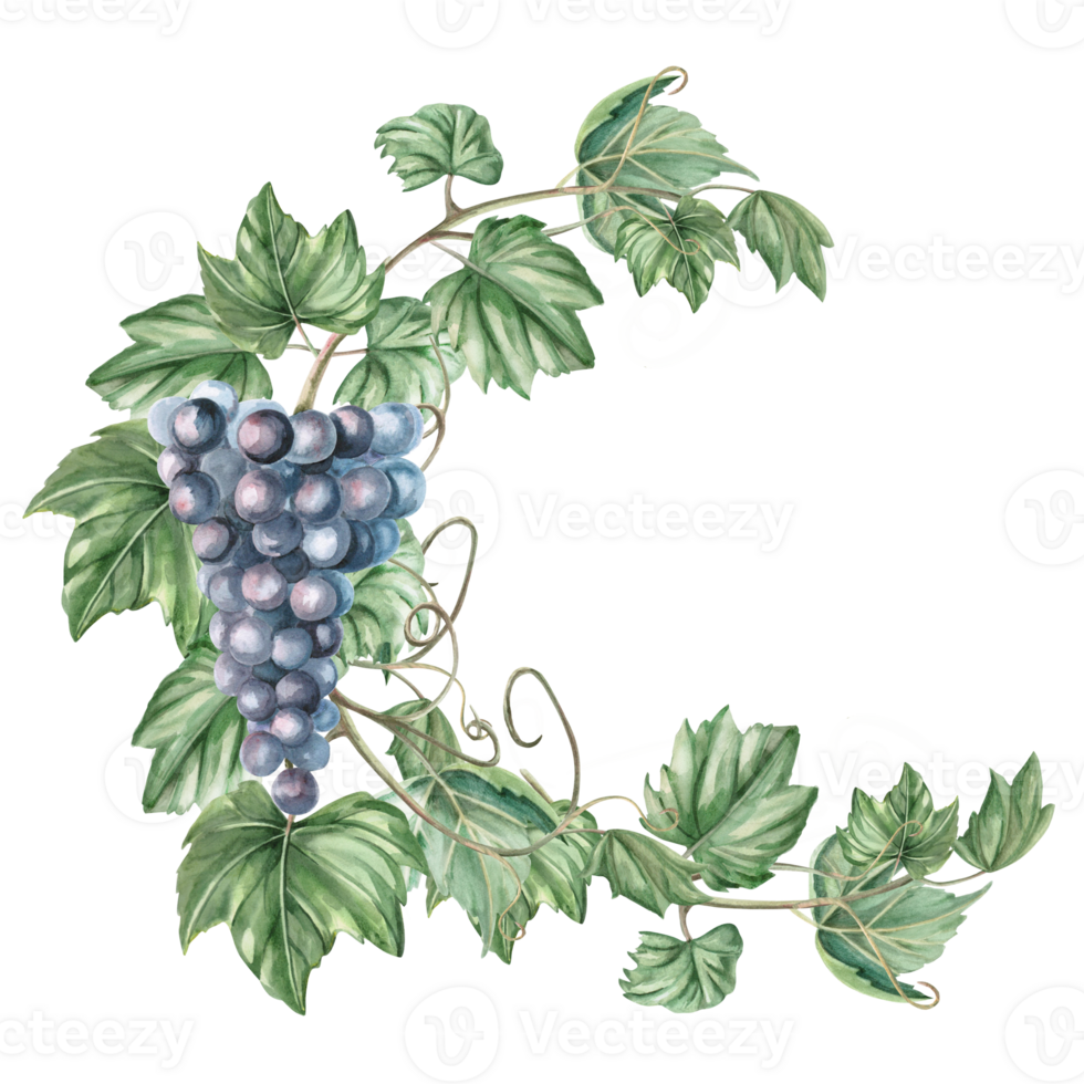 Composition with grapevine and bunch of grapes. Isolated watercolor illustration in realistic style for restaurant menu design, bar interior, textile printing. png