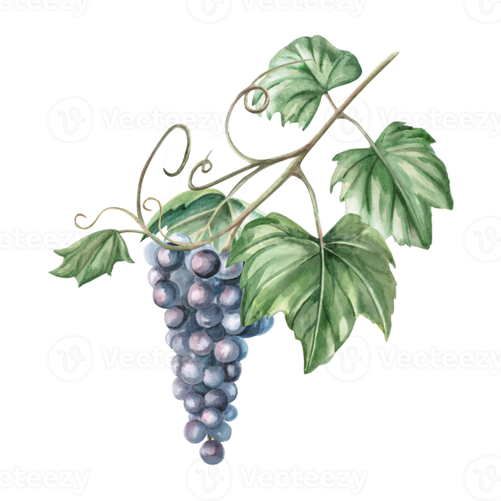Grapevine with a bunch of ripe grapes. Isolated watercolor illustration in a realistic style for the design of wine shops, bottle labels, bar menus, printing on clothes and posters. png