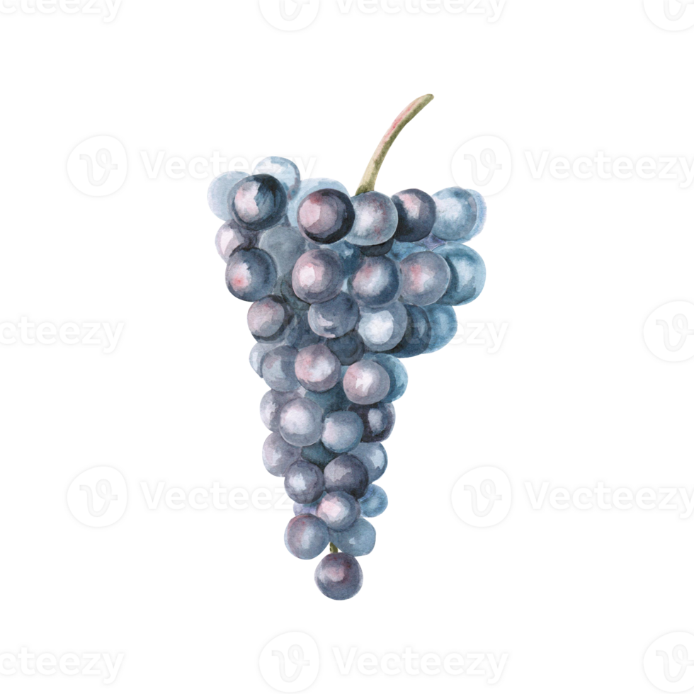 Bunch of ripe dark grapes. Isolated watercolor illustration in realistic style for wine shop design, bottle labels, bar menu, printing on clothes and posters. png