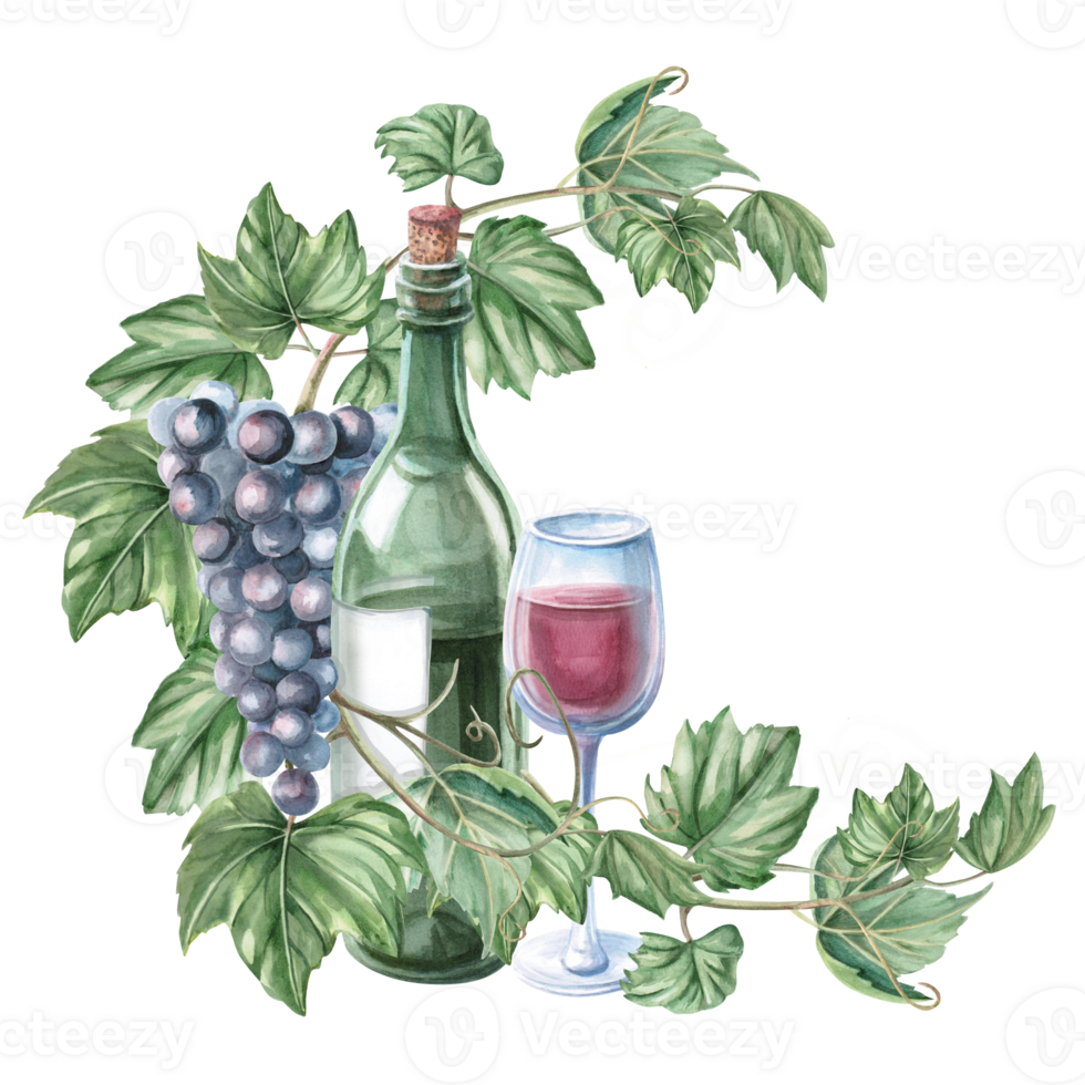 Composition with grapevine, green glass bottle and glass. Isolated watercolor illustration in realistic style for restaurant menu design, bar interior, textile printing. png
