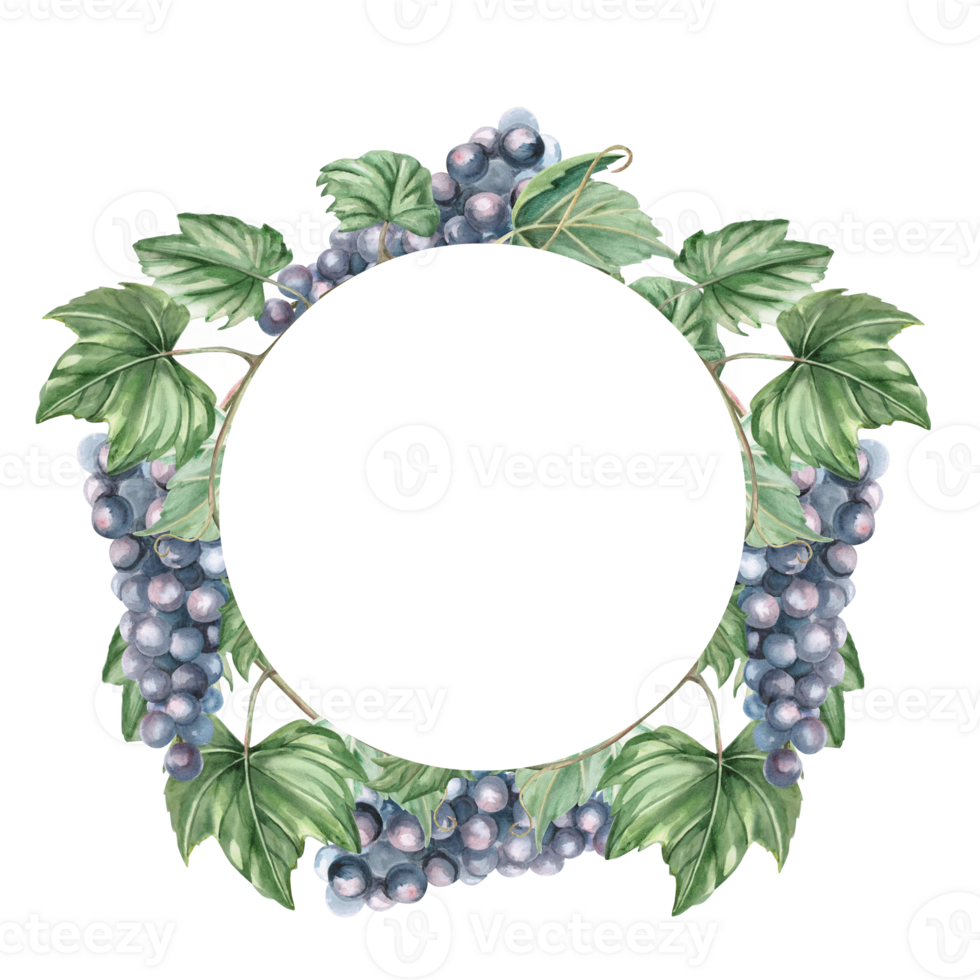 Wreath with bunches of ripe dark grapes. Isolated watercolor illustration for design of wine labels, signs for bars and restaurants, menus, printing on postcards and posters. png