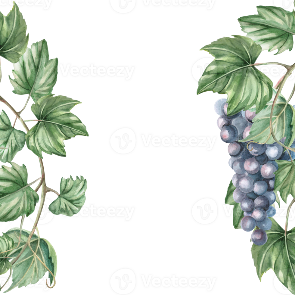 Square frame with ripe bunch of dark grapes. Isolated watercolor illustration for window display, menu, design of printed products for fairs, harvest day. png