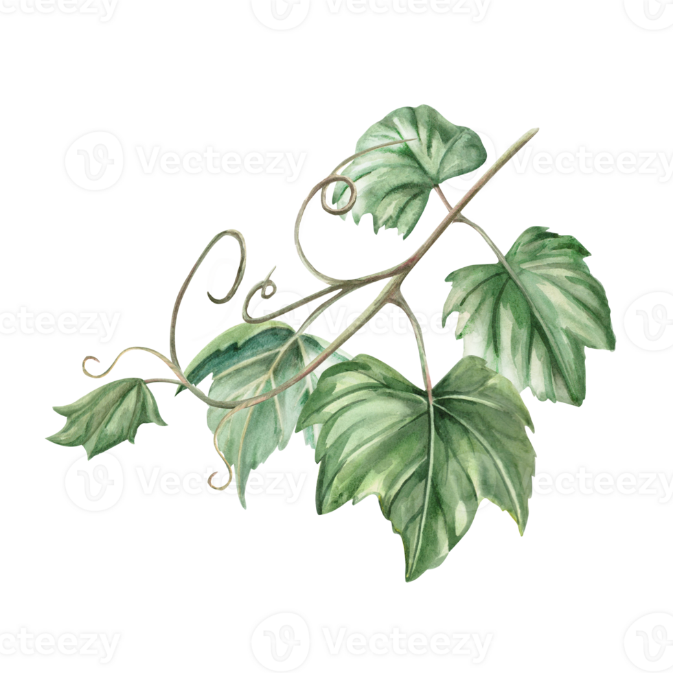 Grapevine. Isolated watercolor illustration in realistic style for wine shop design, bottle labels, bar menu, printing on clothes and posters. png