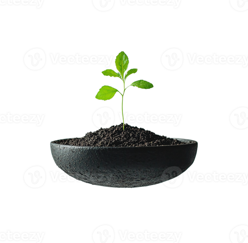 healthy seedling sprouts in a floating pot, symbolizing png
