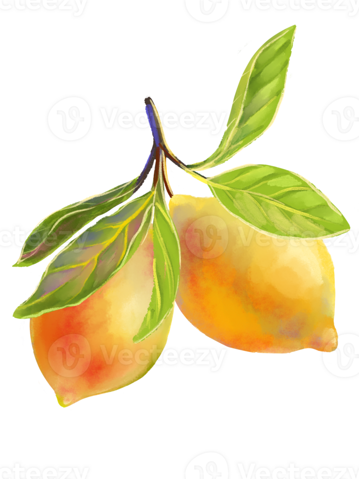 Watercolor style illustration of a lemon branch with two ripe lemons and lush green leaves. Citrus fruits are perfect for food packaging, summer designs, kitchen decor, recipe books, organic branding png