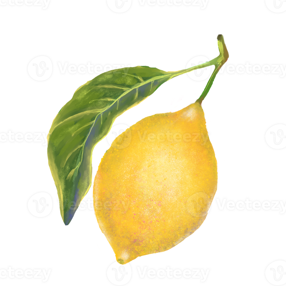 Lemon with lush green leaves watercolor style hand drawn illustration. Citrus fruit are perfect for food packaging, summer designs, kitchen decor, recipe books, organic branding png