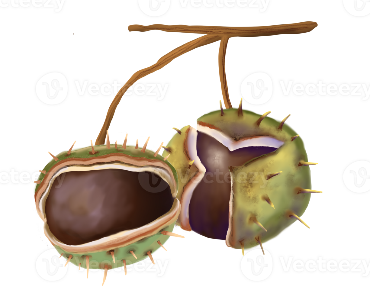 Hand drawn illustration of chestnut branch with autumn tones. An open chestnut fruit with spiky green shell and smooth brown nut inside. Good for botanical themes, seasonal decor. png