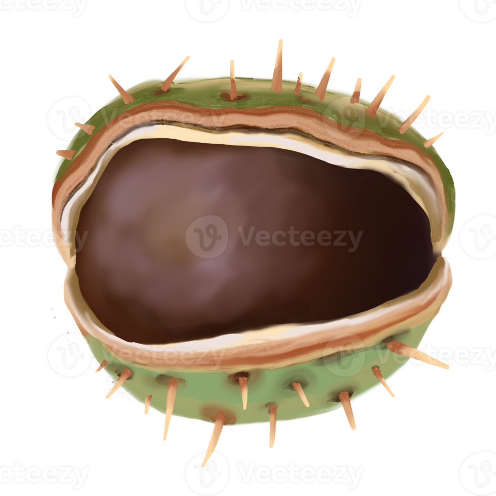 Digital illustration of an open chestnut fruit with spiky green shell and smooth brown nut inside. Hand drawn with realistic textures and autumn tones. Good for botanical themes, seasonal decor. png
