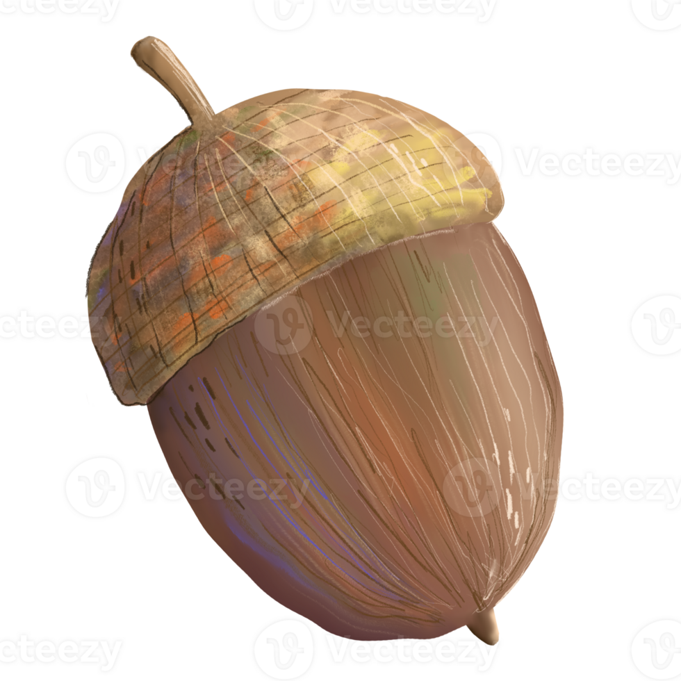 Hand painted illustration of acorn. Natural autumn colors, textured. Good for botanical designs, educational materials, eco themed prints, seasonal decor. png