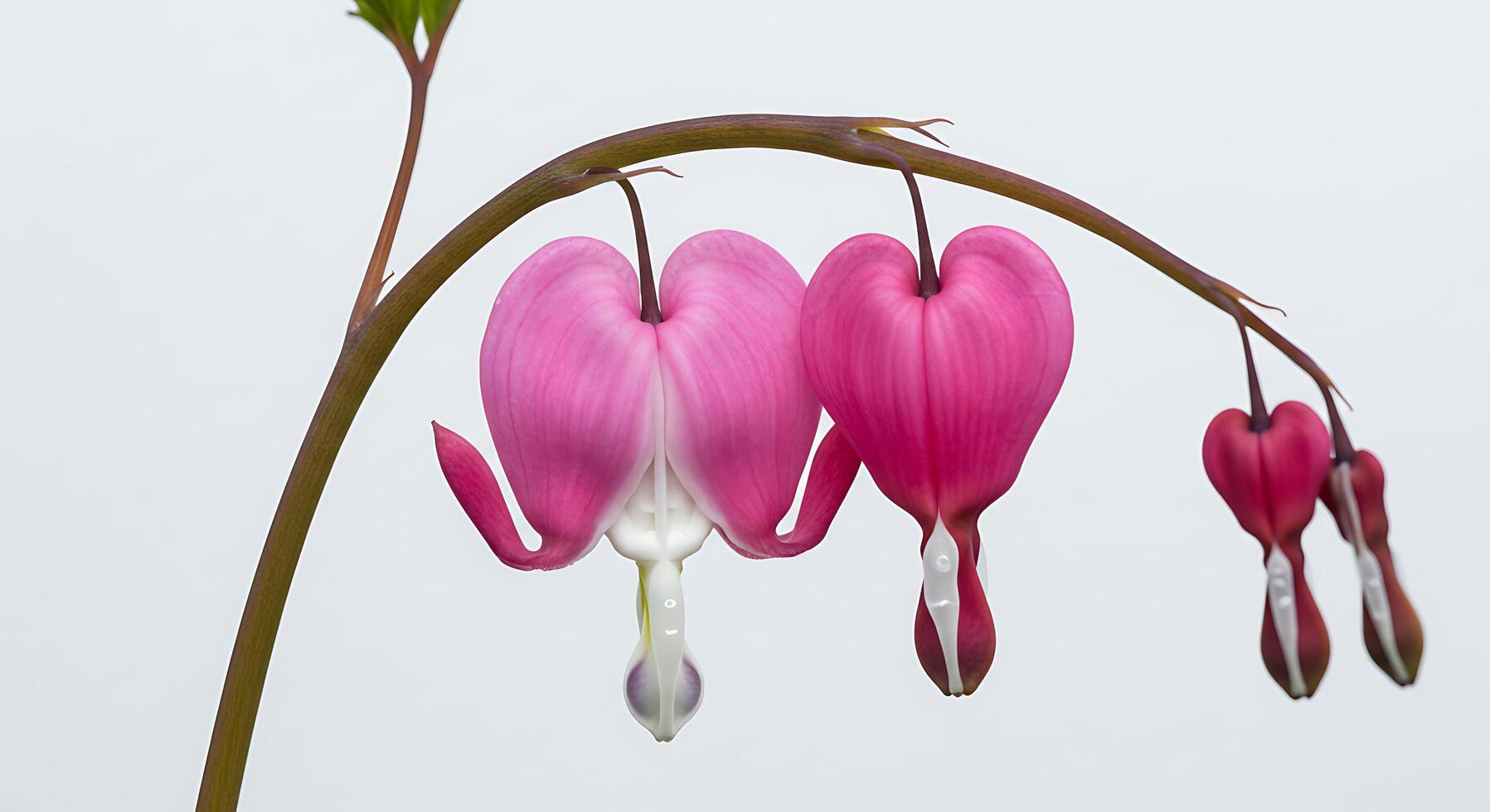 Delicate Bleeding Heart Flowers in Bloom CloseUp Spring Photography photo