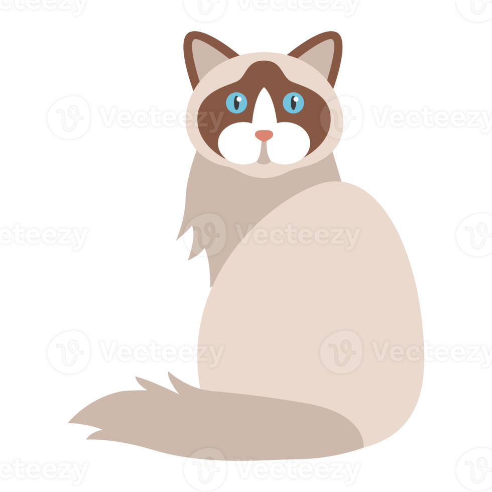 Ragdoll Cat Cute Clipart png