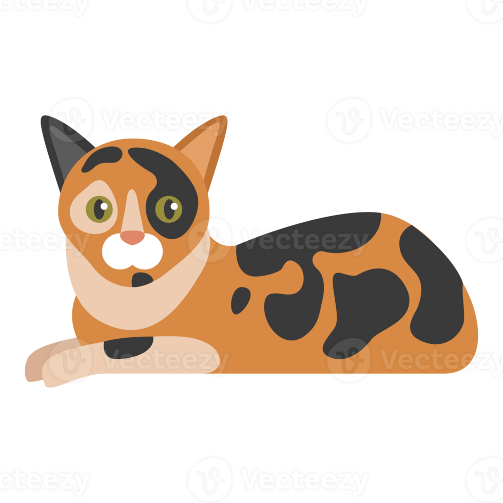 Calico Cat Graphic png