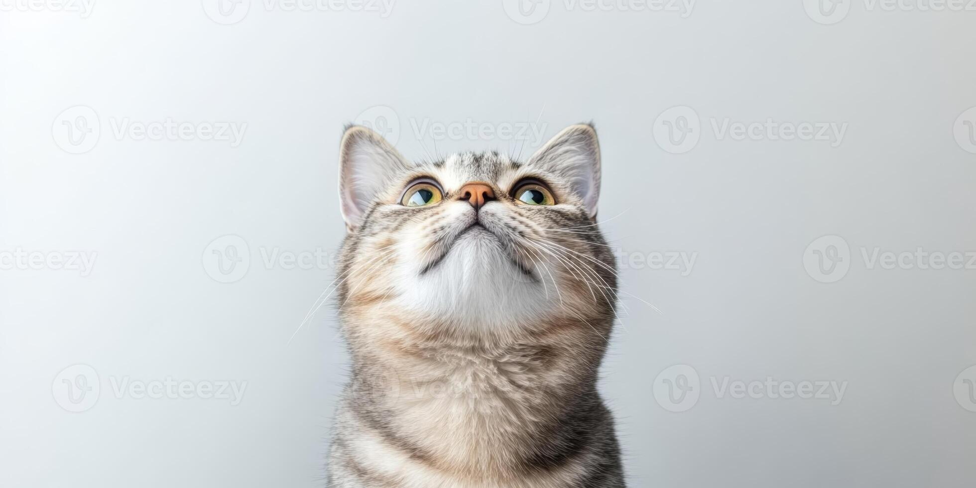 Curious cat gazing upwards with bright eyes against a neutral background in a modern indoor setting photo