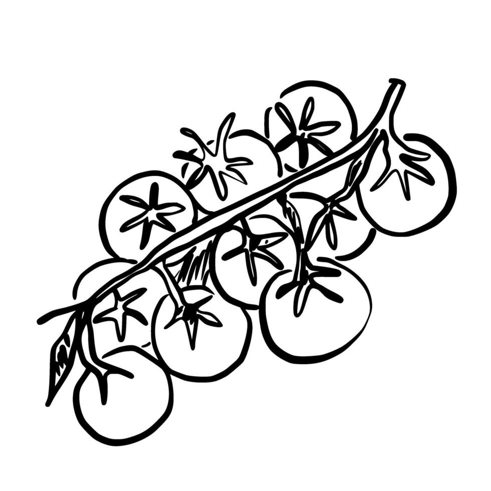Cherry Tomatoes Hand drawn line art sketch doodle fisherman aesthetic coastal nautical illustration vector
