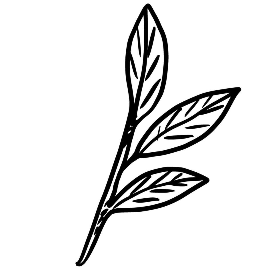 Leaf branch Hand drawn line art sketch doodle fisherman aesthetic coastal nautical illustration vector
