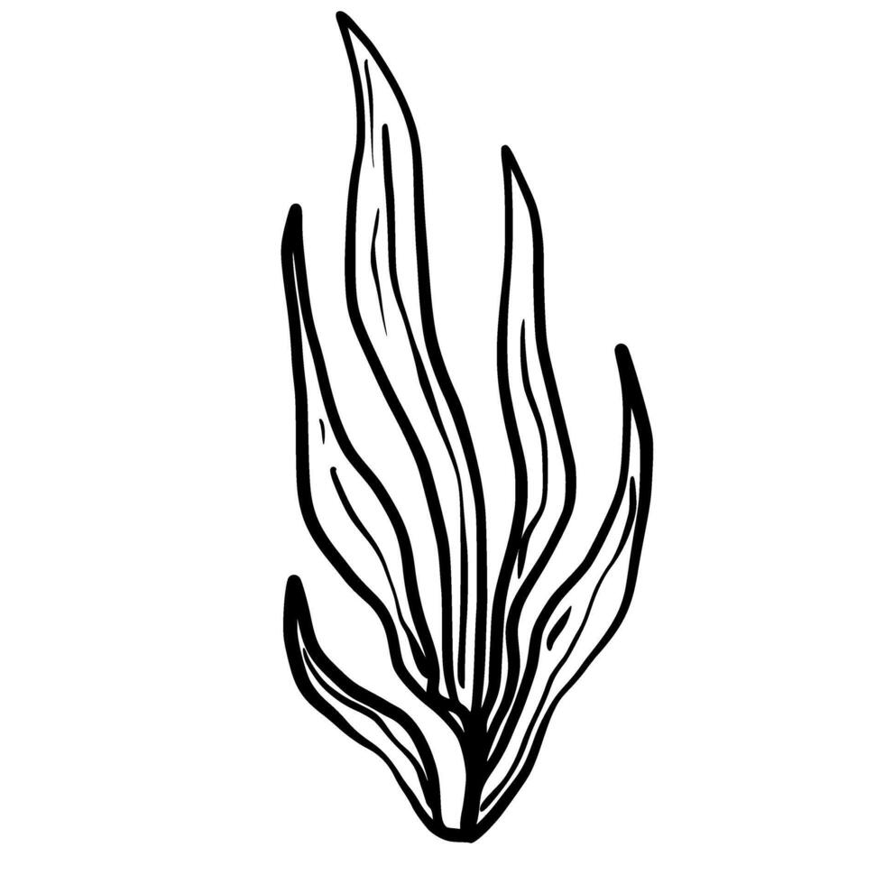 Sea plant Hand drawn line art sketch doodle fisherman aesthetic coastal nautical illustration vector