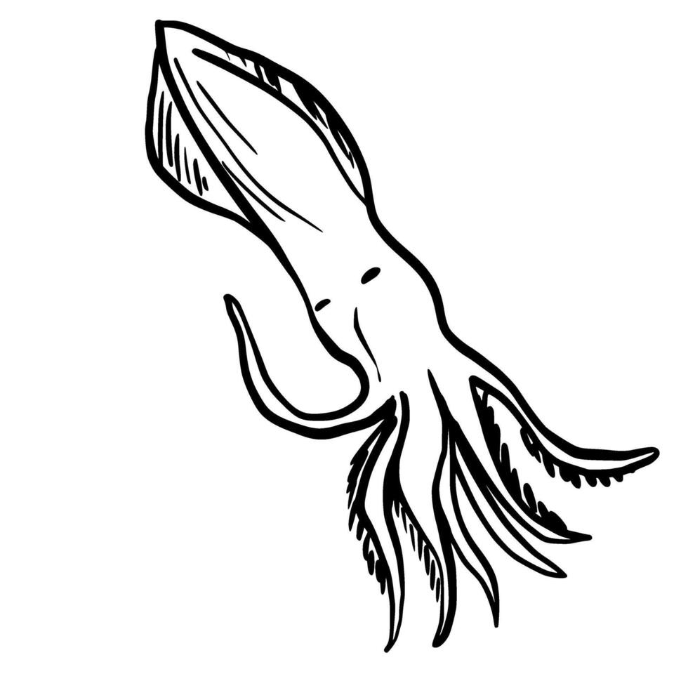 Squid Hand drawn line art sketch doodle fisherman aesthetic coastal nautical illustration vector