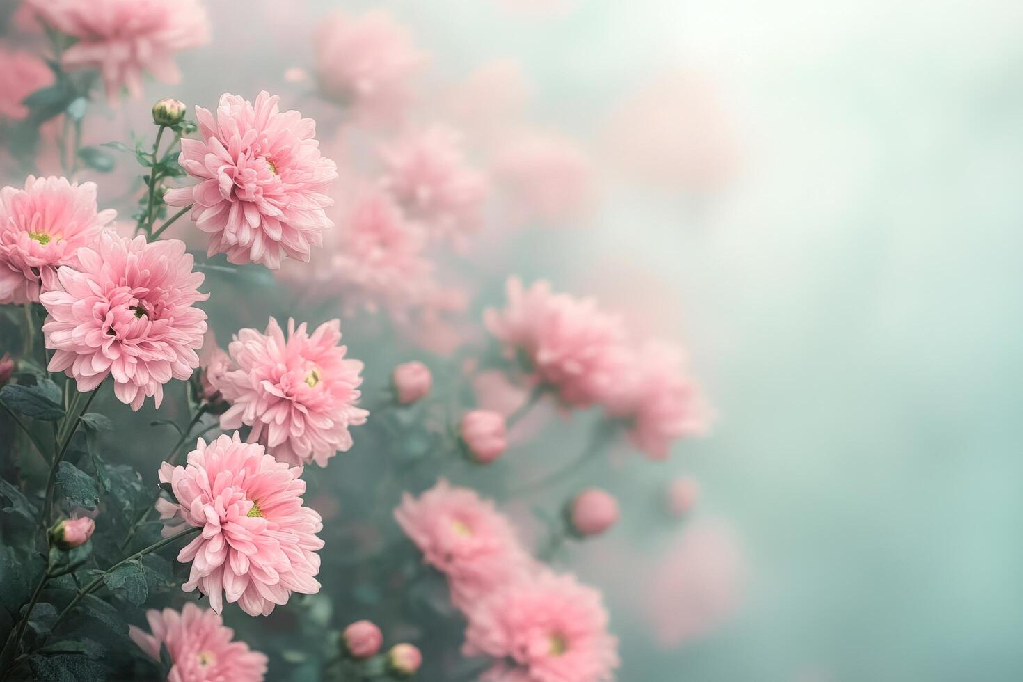Charming Pink Chrysanthemums Blooming in a Serene Garden Setting at Dawn. photo