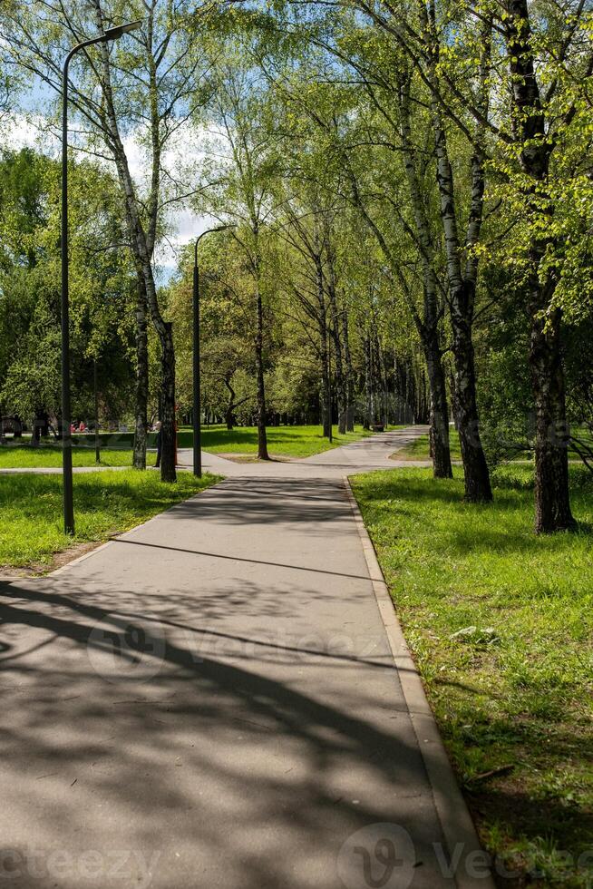 Pathway Lined With Trees in a Tranquil Park Setting During a Sunny Day in Spring Showcasing Lush Greenery and Bright Blue Skies photo