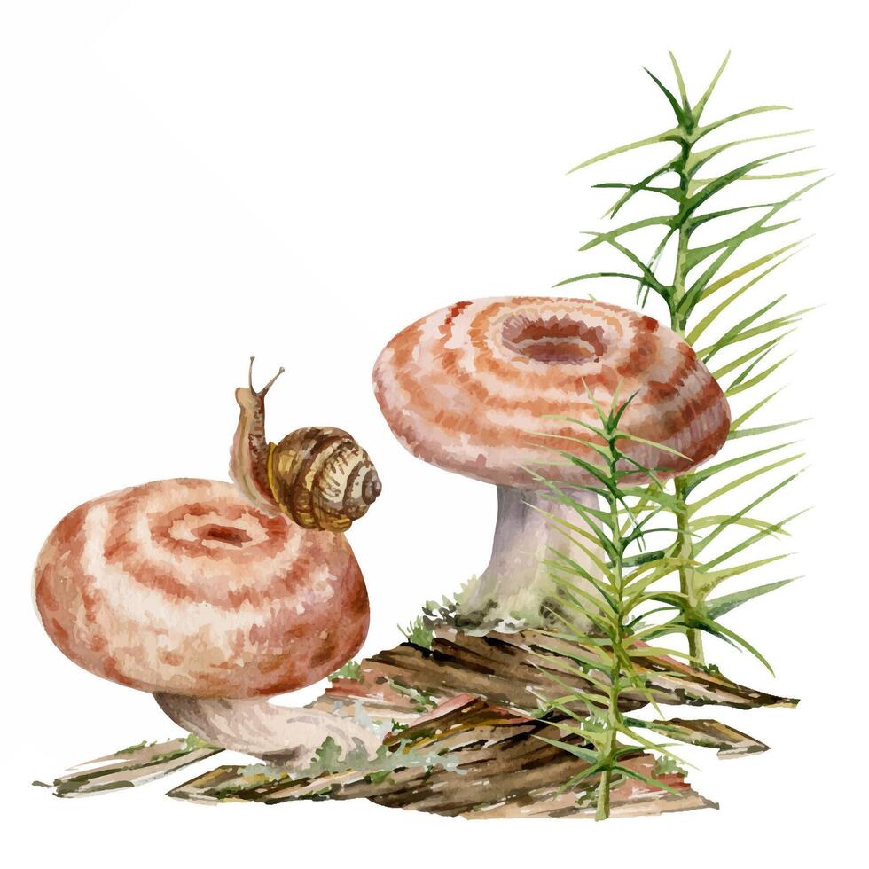 Lactarius milk-cap russula striped mushroom fungus, snail on cap, horsetail plant on bark with moss lichen growth. Illustration hand drawn in watercolor. Autumn forest floor habitat natural scene vector