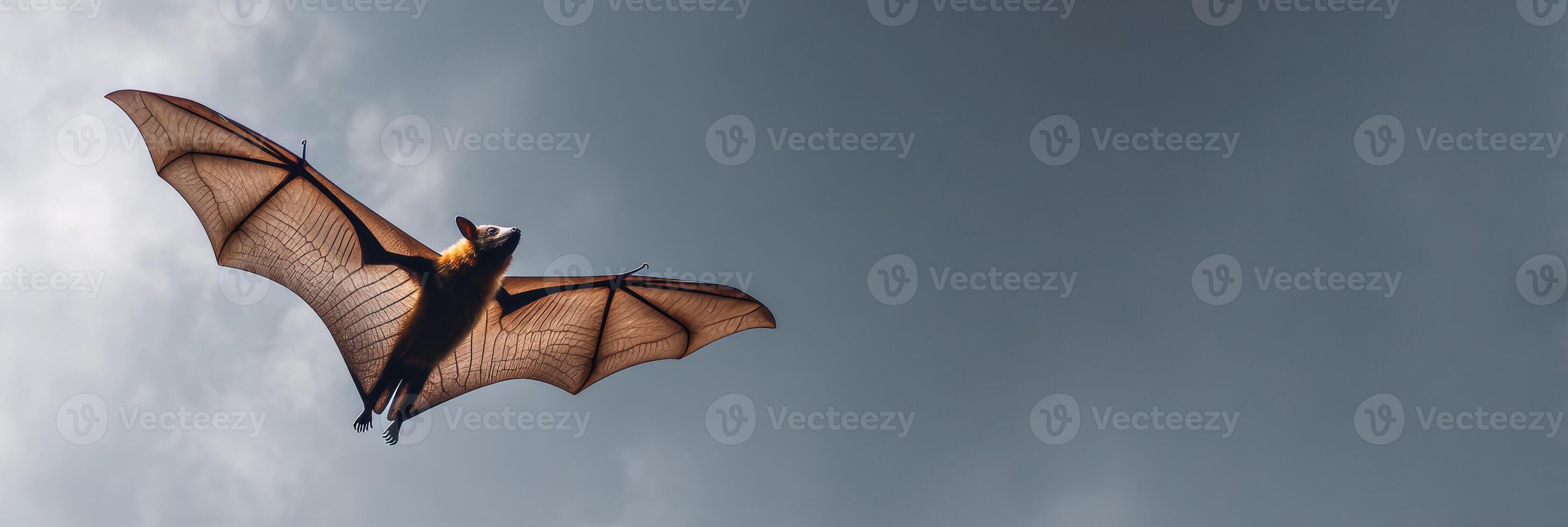 Fruit Bat Soars Gracefully Under a Moonlit Sky With Wings Widely Spread Showcasing Its Majestic Flight photo