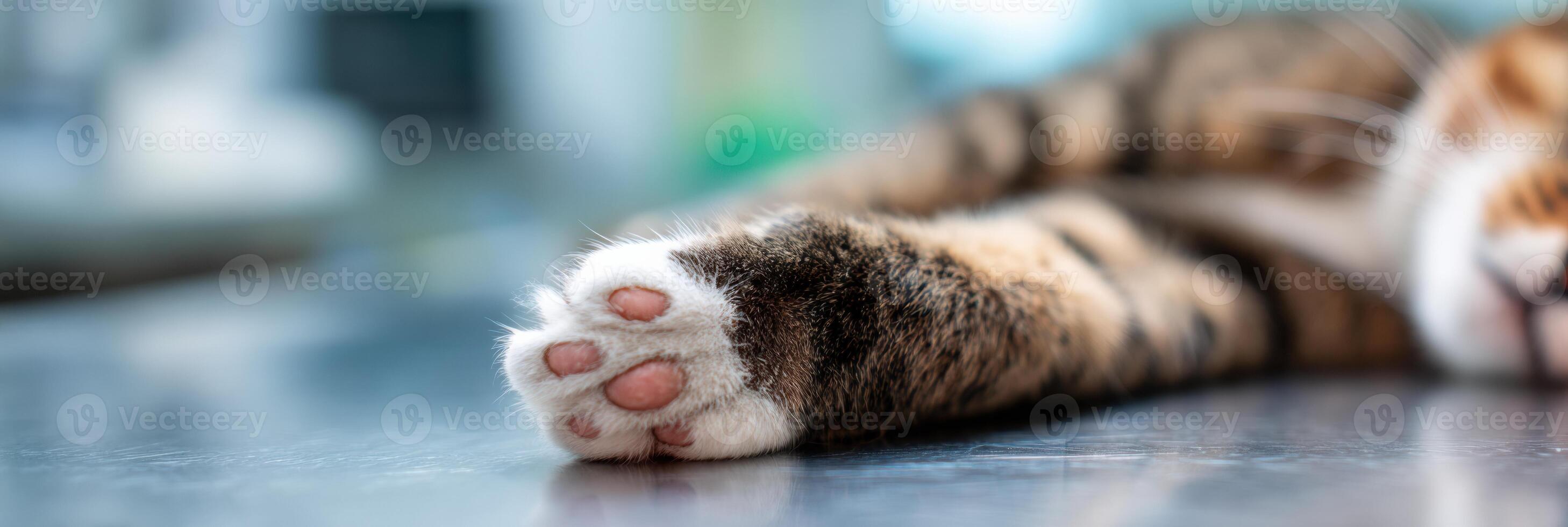 Close-up View of a Cat Paw Resting Gently in a Veterinarians Hand on a Medical Table During a Routine Check-Up photo