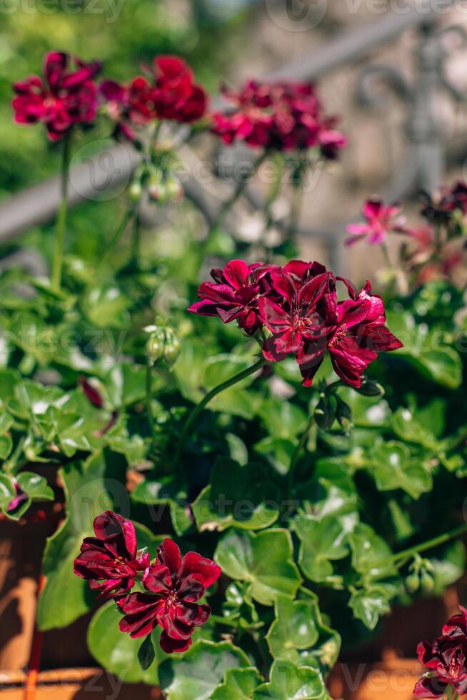 Beautiful dark red pink flowers of Crane's bill Pelargonium on a summer street. photo