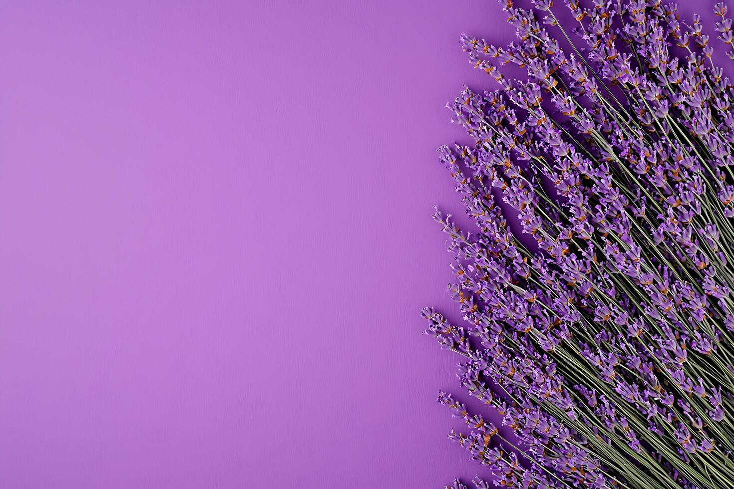 Purple Lavender Flowers on a Violet Background A Floral Design Element. photo