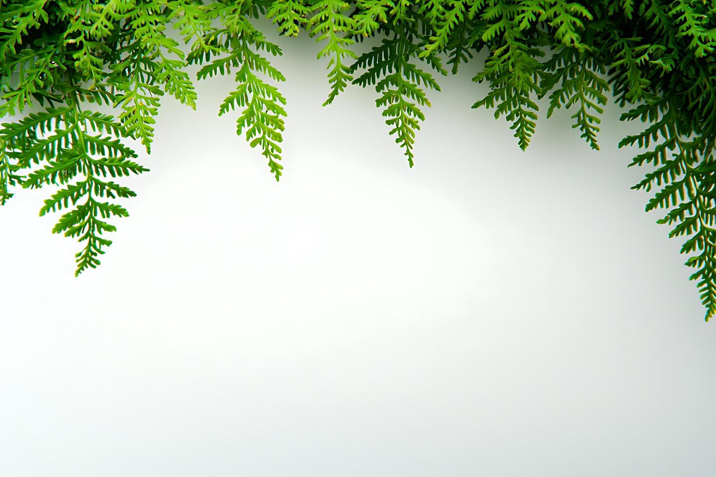 Lush Green Fern Frame A Natural Border for Your Designs. photo