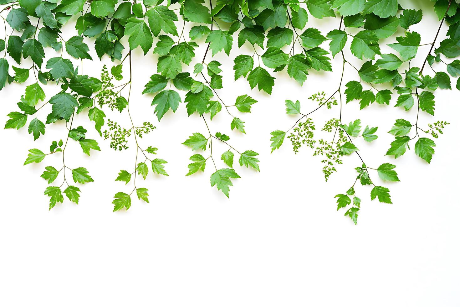 Lush Green Leaf Border Fresh Spring Foliage Frame on White Background. photo