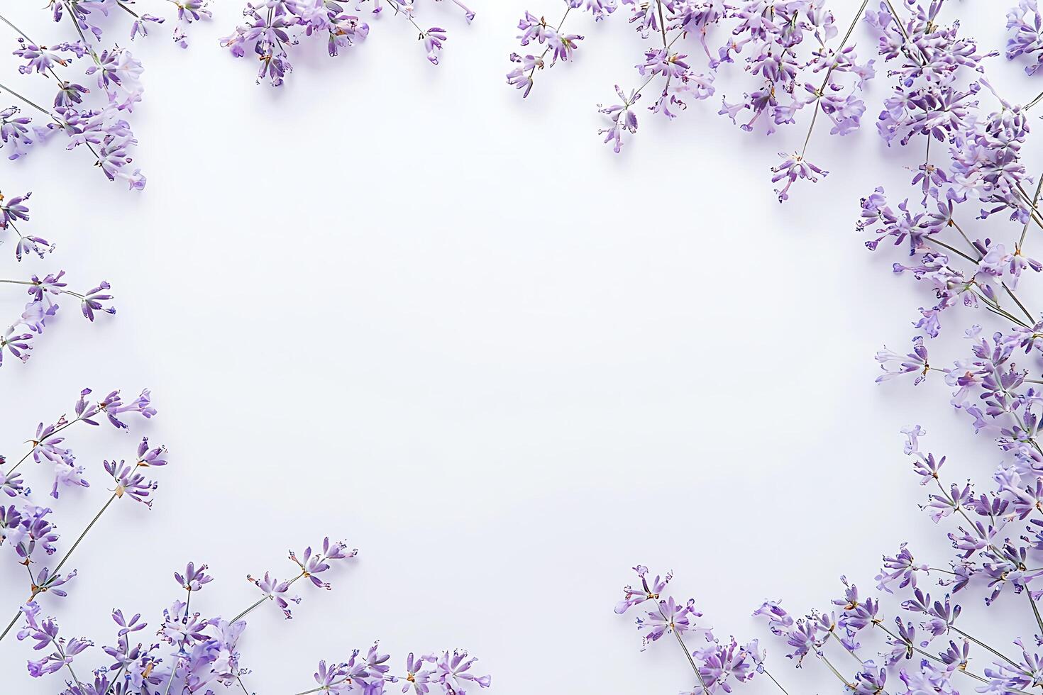 Lavender Floral Frame Elegant Purple Flowers on White Background. photo
